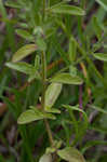 Drummond's false pennyroyal